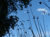 Plants at Orange Lake