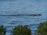 Line of Swimming Gosslings