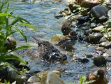 Bathing Stream