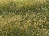 Bozeman Grasses