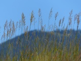 Grasses over the Mountain