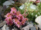 Rock Garden Flowers