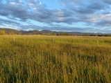 Bozeman Pasture