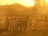 Backlit Alpacas