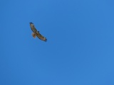 Hawk Overflight