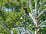 Waxwing in Florence