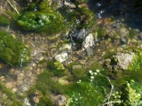 Runoff Water