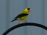 Goldfinch