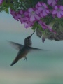 Hummingbird Visit