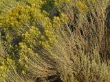 Roadside Volunteer