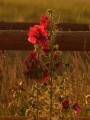 Flowers in the Rain