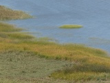 Carquinez Shoreline