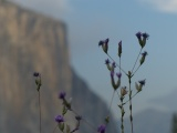 Purple Tufted Wildflowers