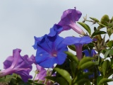 Berkeley Morning Glories