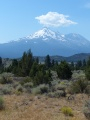 Shasta Backdrop