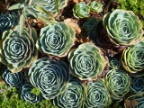 Succulent Rosettes