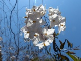 White Flowers in the Air