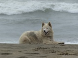 Dog on a Beach