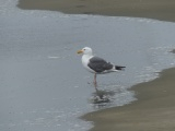 Seagull on the Shore