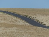 Road through Yellow Landscape