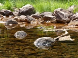River Rock Reflections
