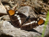 Yosemite Butterfly