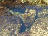 Pool in a Mountain Stream