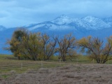 A Cluster of Trees