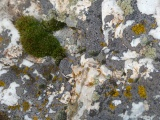 Moss and Lichens