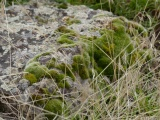 Moss Congregating on a Rock