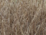Monochrome Reeds