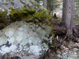 Boulder and Tree