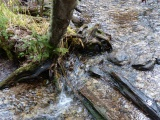 Tree Roots and Mountain Stream