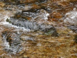 Rushing Stream