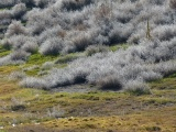 Tumbleweed Tribbles