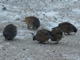 Five Quail