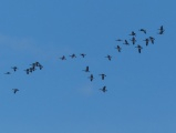 Constellation of Geese