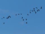 Constellation of Geese