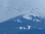 Geese over a Snowy Mountain
