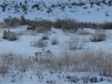 Plants in the Snow