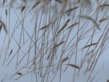 Grasses in the Snow