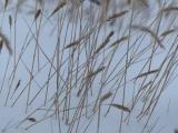Grasses in the Snow