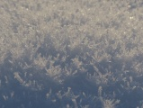 Miniature Frost Trees