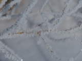 Frosted Branch