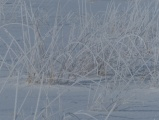 Frosted Grasses