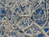 Maze of Frozen Branches