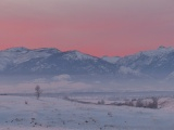 Backlit by Pink Sunset