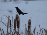 Blackbird in February
