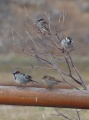 Four Sparrows