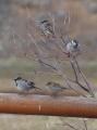 Four Sparrows